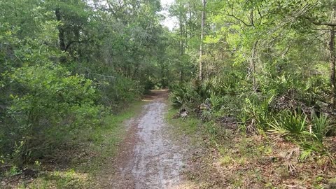 Hiking Oxbow Trail Loop coming along the Withlacoochee River in Central Florida