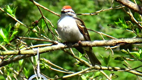 Chirping Sparrow