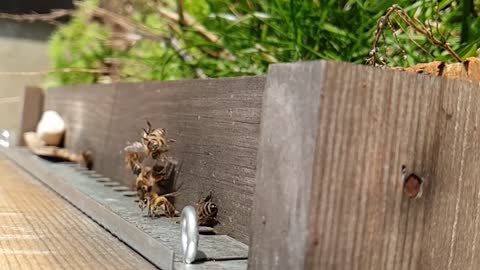 Two Bees Colliding Together In The Air - Caught In Slow Motion
