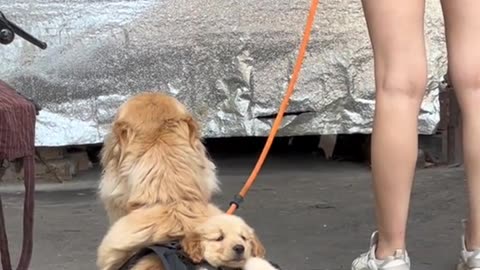 Adorable Newborn Puppies Heartwarming Dog Video Dog's Backpack