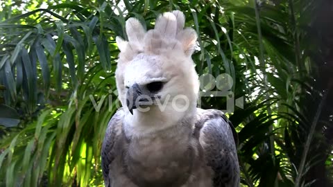 A harpy eagle largest of world's eagles peers out from the jungle 2