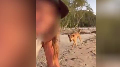 Australian women fined $1,500 each for taking selfies with dingoes