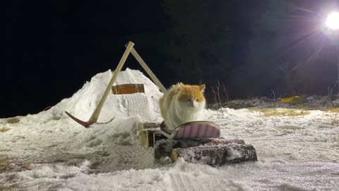 Taddy The Snowboarding Cat