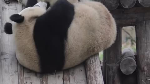 That's not how Olaf the panda slides