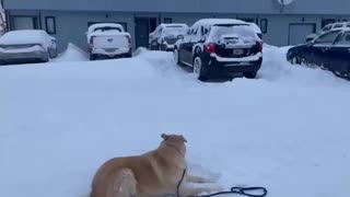 Husky reacts to snow storm