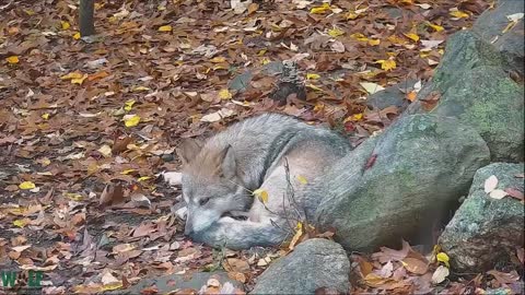 Wolf Wakes Her Sister With Forceful Hug