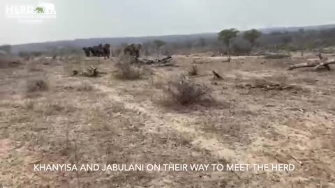 Albino Baby elephant Khanyisa_s incredibly emotional greeting by the Jabulani Herd