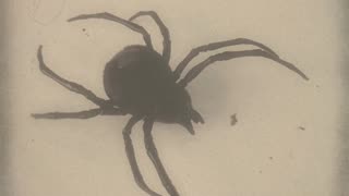 cool tik tok scary spider attack, spider jump retro vintage horror film style, freaky spider spin