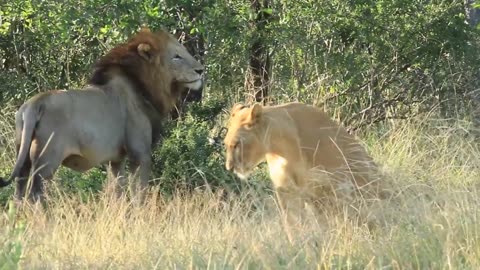 Two lionesses find a male Lion simplyirresistible in this amazing wildlife sighting #wildlife