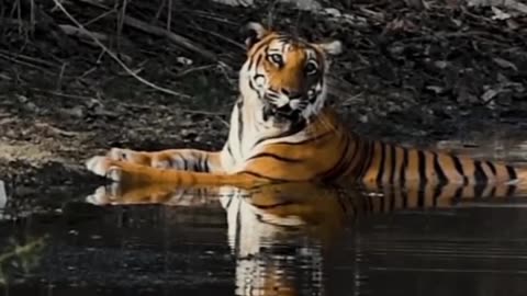 Tiger swimming in summer days