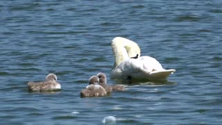 Watch a family of pelicans and their young for a morning stroll in the lake