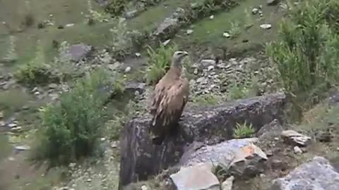 Himalayan Birds
