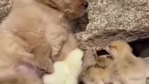 Cute dog and little chickens