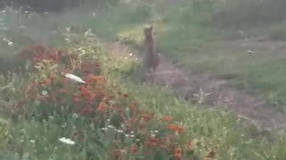 SNEAKING UP ON A BOBCAT