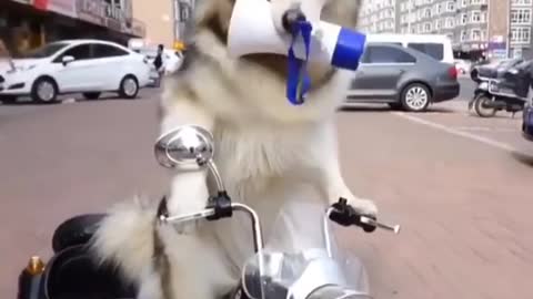 Funny And Cute Husky Puppies Compilation #11 Adorable Husky Puppy
