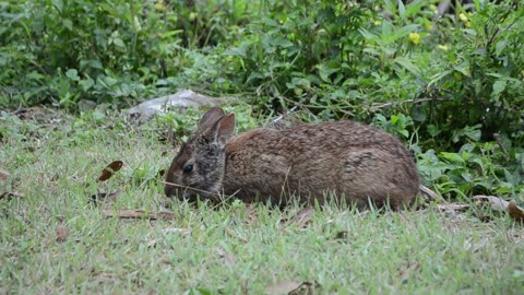 Cute Wild Rabbit eating foliage. | Florida 3.22.24 | High Quality 1080p. Nikon D5100.