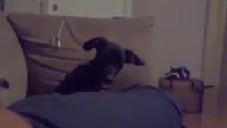 Funny dog tilting its head when she hears her sister's name