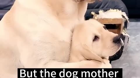 Mother lab saves little pup