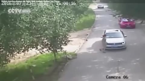 Woman and attacked by tiger when getting out of the car