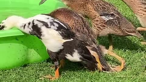 This duck is so lazy that it has to work hard to drink water