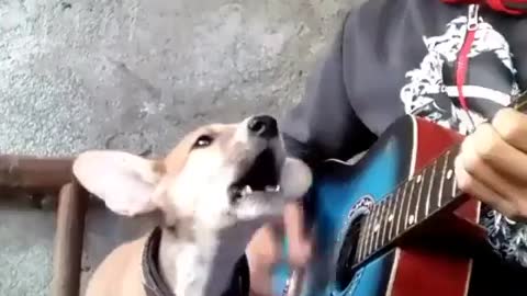MY PUPPY CAN SING.