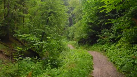 Swiss Landscape, Misty Forest- Wasserwelten im Tösstal