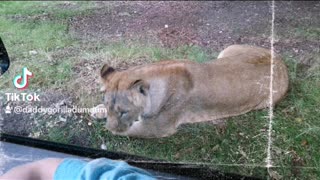 August 2015, Trip to Knowsley Safari Park, part 4