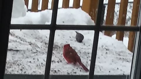 cardinal red bird in snow