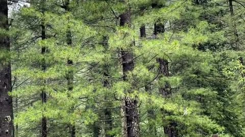 Nathia gali