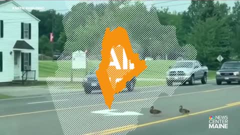 Mom, 45 ducklings safely cross 5-lane road in Biddeford