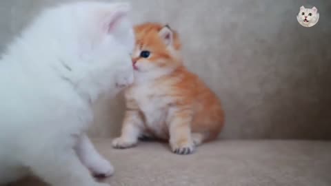 Cutest Kitten Video _ Beauty Kitten _ princess Kitten _ Sweet Kitten _ C A T
