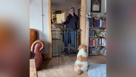 Teaching puppies to not run through open doors or gates