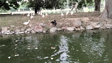 Duck Feeding In Water | Call Duck Quacking Quacking | Kingdom Of Awais