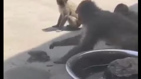 Monkey funney video