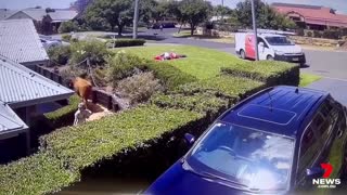 A bull has surprised a Menangle family by flipping into their front garden _ 7NEWS