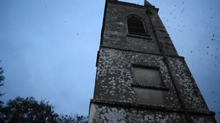 St. Mullin‘s: Swarm of Crows Over Ruins of Abbey at Dusk