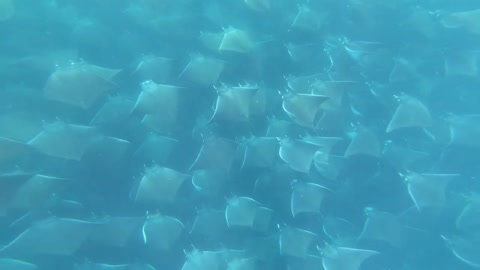 Thousands of Mobula Rays Filmed Underwater as They Travel Together