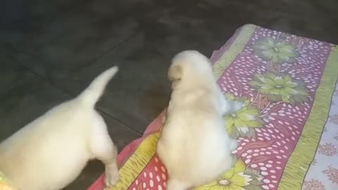 Puppies Are Fighting But Mom Knows How To Stop Them