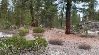 Blue Tree Markers Chart the Path – Central Oregon – Edison Sno-Park