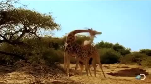 How giraffes Fight