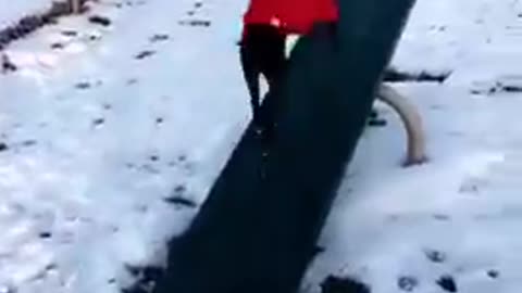 Excited Dog Enjoys Playing on Teeter-Totter At Dog Park