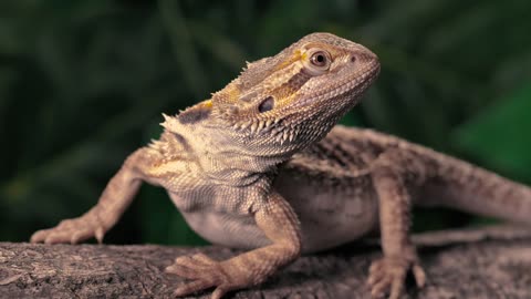 lizard-over-a-trunk-at-nature-closeup-1473-medium