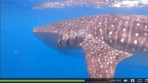 Swimming with the world's largest fish : 100+ whale shark!