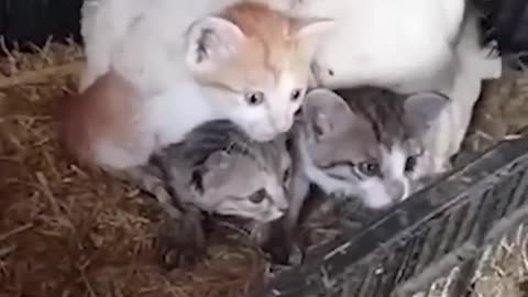 Hen Keepings Her Kitten Friends Warm 🤣🐓🥰