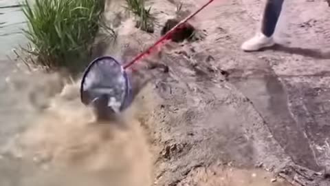 Amazing rural fishing video!!! Best asian fishing technique #shorts