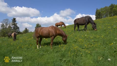 The Natural Habitat of Horses. Sounds of Nature.