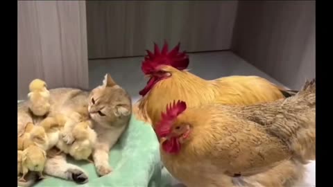 Funniest Animals 2023 😂 Funny Cats and Dogs 🐱🐶 | Funny Animal Videos #4