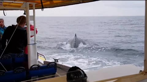 Whale jumps out of nowhere | HQ