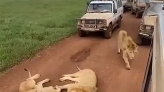 Lions blocking the road in Tanzania