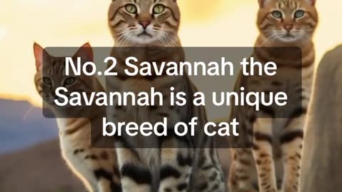 Top 3 largest cat breed